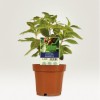 Etiketten voor planten_steeketiket