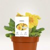 Etiketten voor planten sfeerbeeld steeketiket