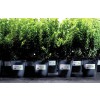 Protection Security Heavy Duty garden lighter Appl1